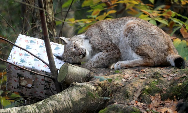 Christmas at the Wildwood Trust