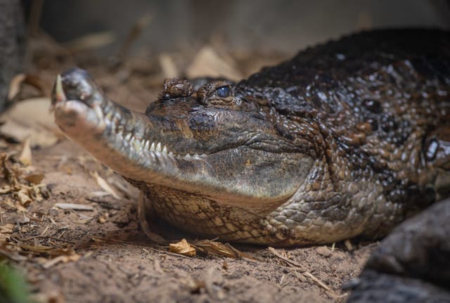 Frank, a Sunda gharial crocodile at Chester Zoo (Chester Zoo/PA)
