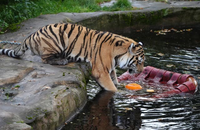 A tiger plays with a pumpkin in the water at Blair Drummond Safari Park