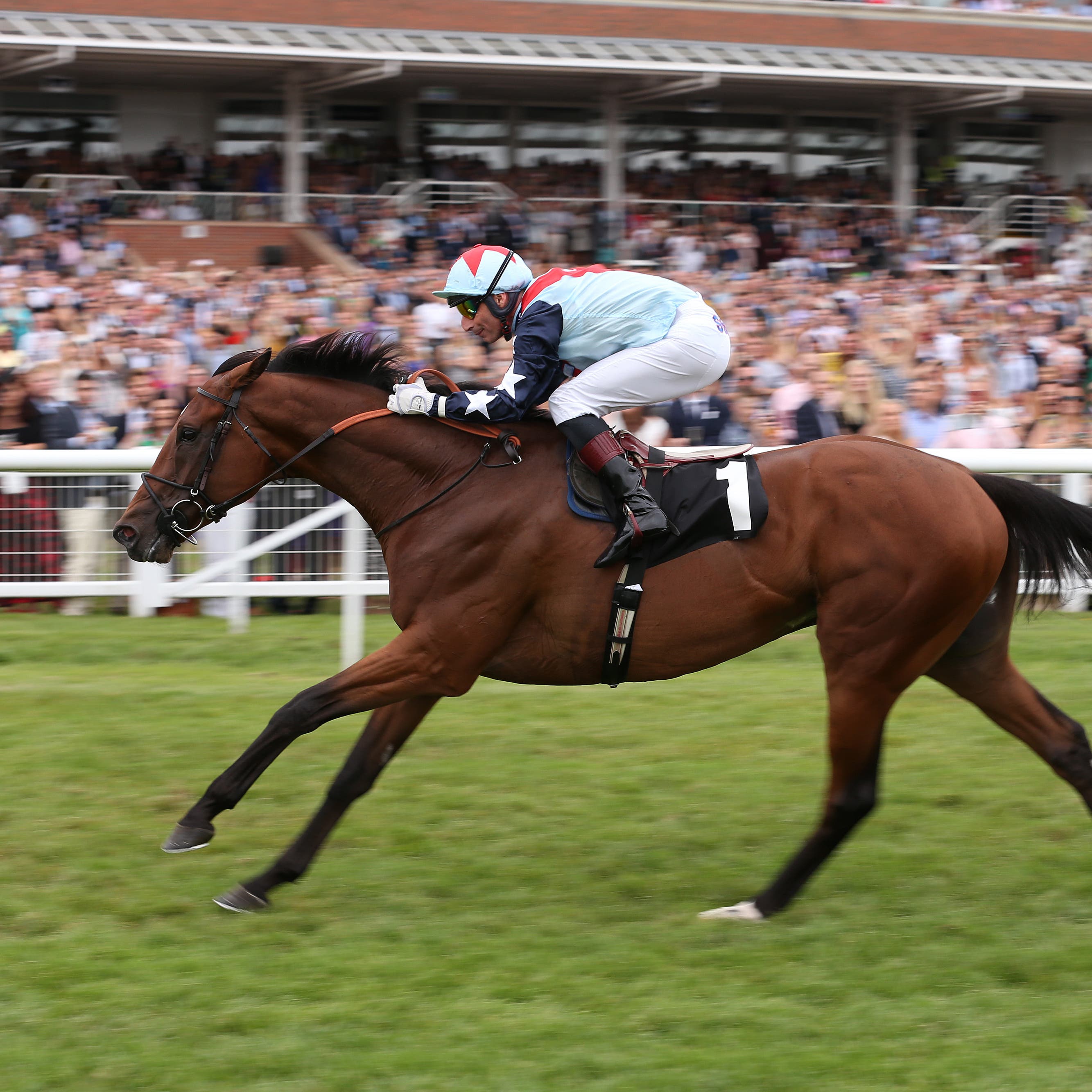Sir Dancealot will represent David Elsworth in Hong Kong