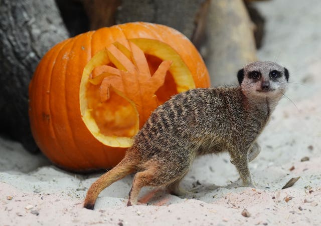 A meerkat stands in the sand in front of a pumpkin that has been carved to look like a tree