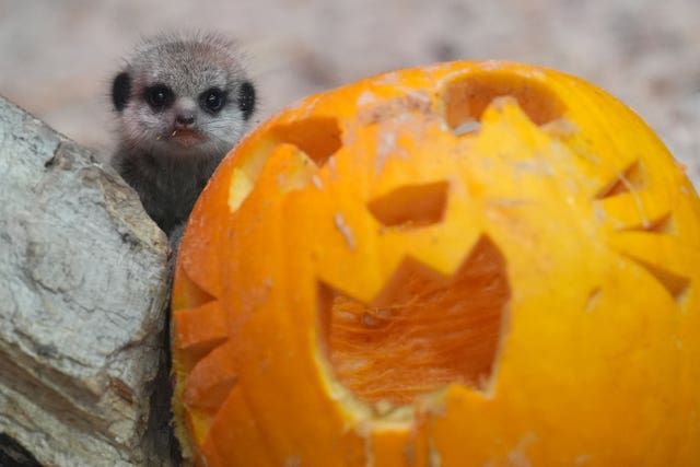 A meerkat pup with a carved pumpkin 