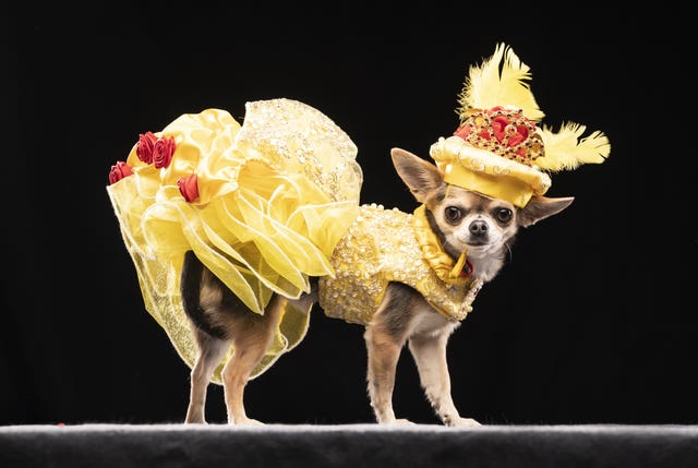 Lindy Lou the Chihuahua models a design inspired by Belle’s ballroom gown from Beauty and the Beast