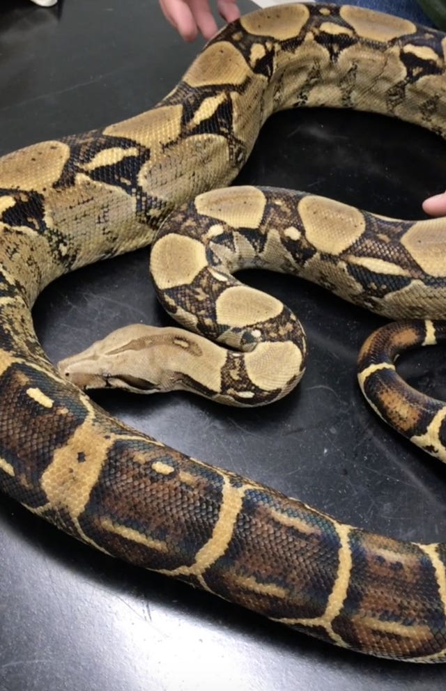 Boa constrictor in London garden