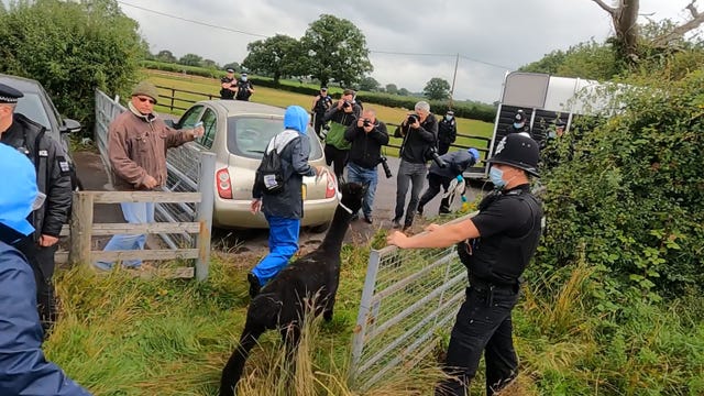 Geronimo was led into a trailer before being driven away (Claire Hayhurst/PA)