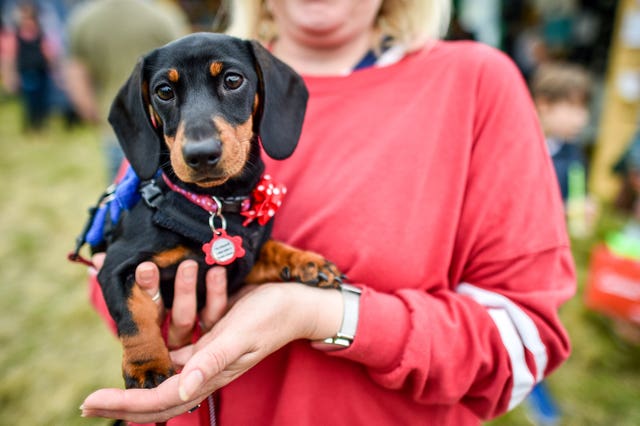 Poppy, a four-month-old dachshund, enjoys the media attention
