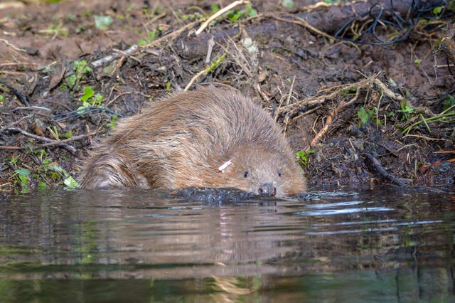 A beaver on the edge of the water