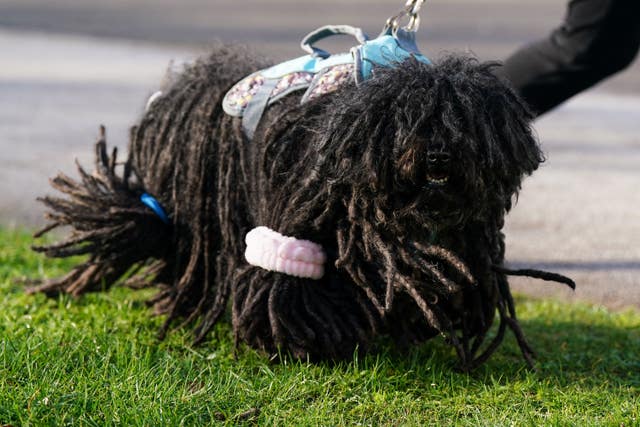 A black Hungarian puli dog, walking outside with some of its hair in hair bands