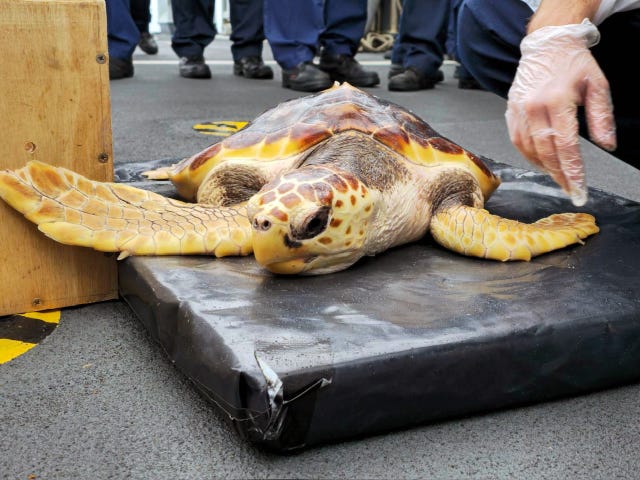 Royal Navy helps return turtles to original habitat