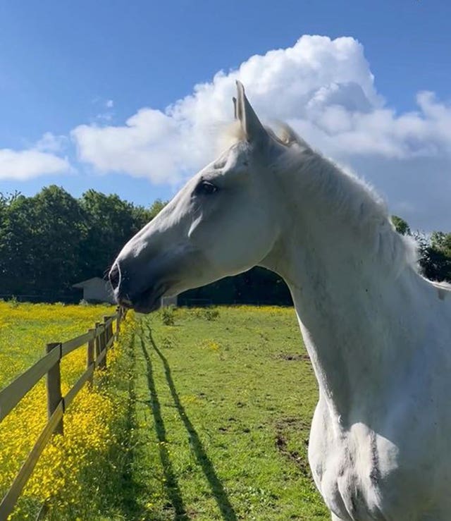 A horse looking out over a fence in a field in the sunshine