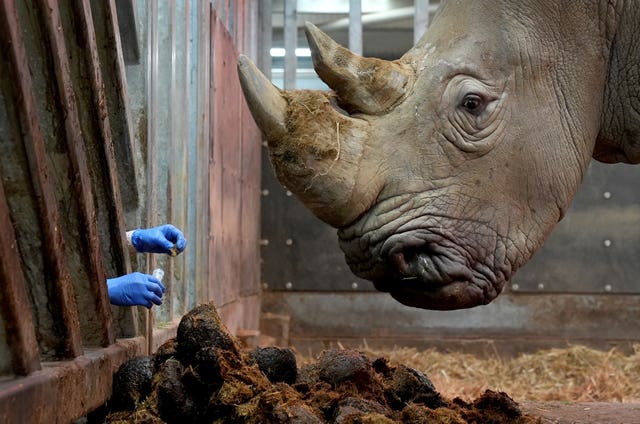A zookeeper takes a faecal sample from a rhinoceros during the annual animal health check and stock take at Chessington World of Adventures Resort in Surrey