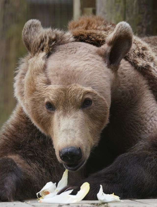 UK’s first bear brain surgery – Kent