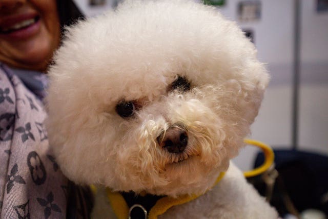 A Bichon Frise and its owner