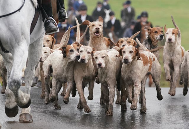 Riders and hounds as they take part in a Boxing Day hunt