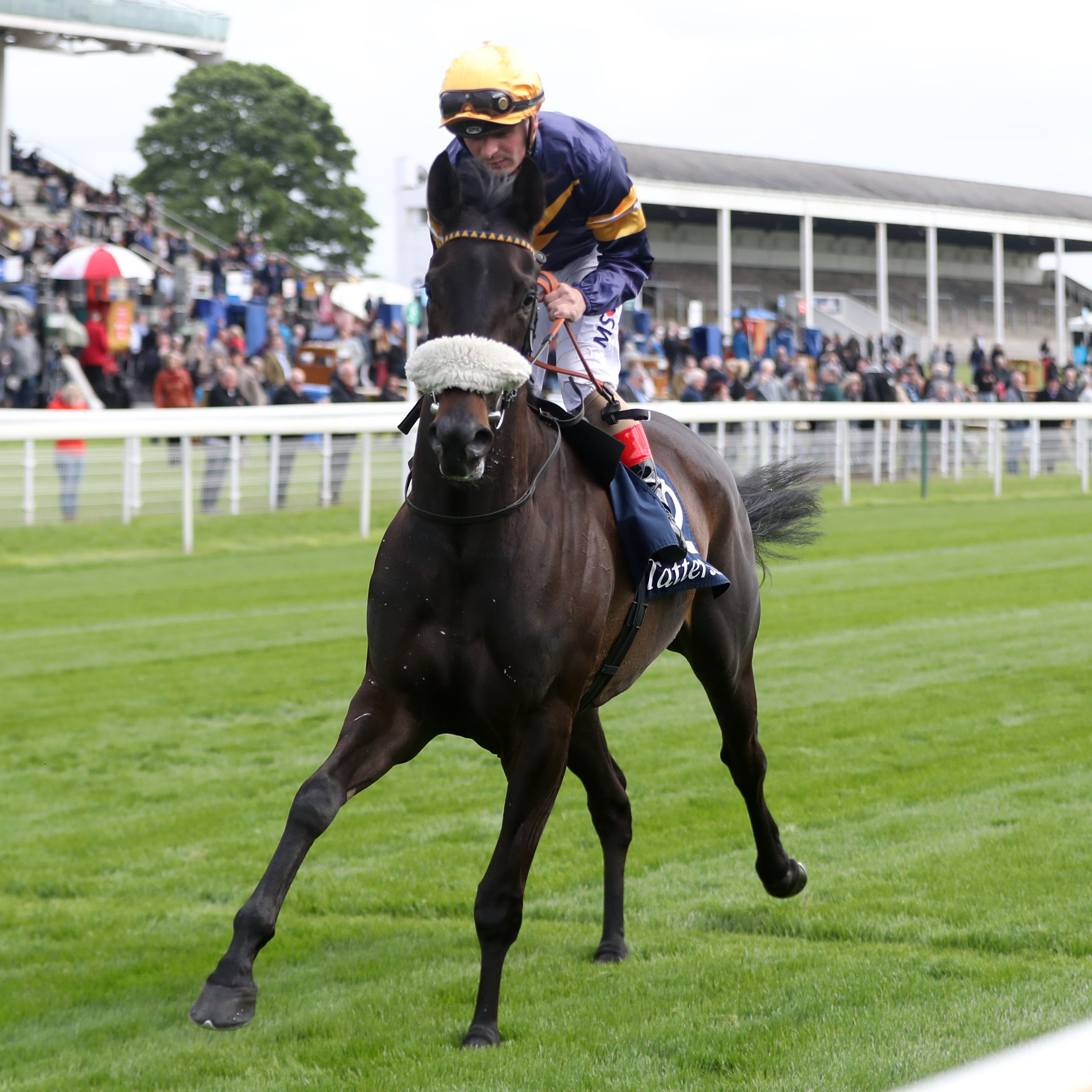 Dancing Brave Bear goes to post ahead of the Musidora Stakes at York