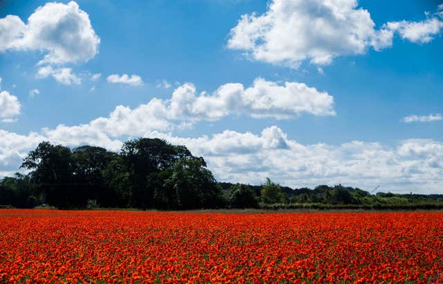 A poppy field (Danny Lawson/PA)