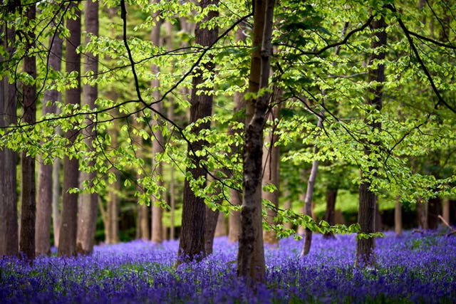 Bluebells form a blue carpet under woodland trees