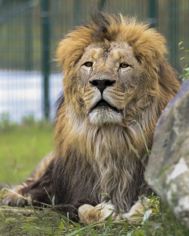 Lion Rescue Centre