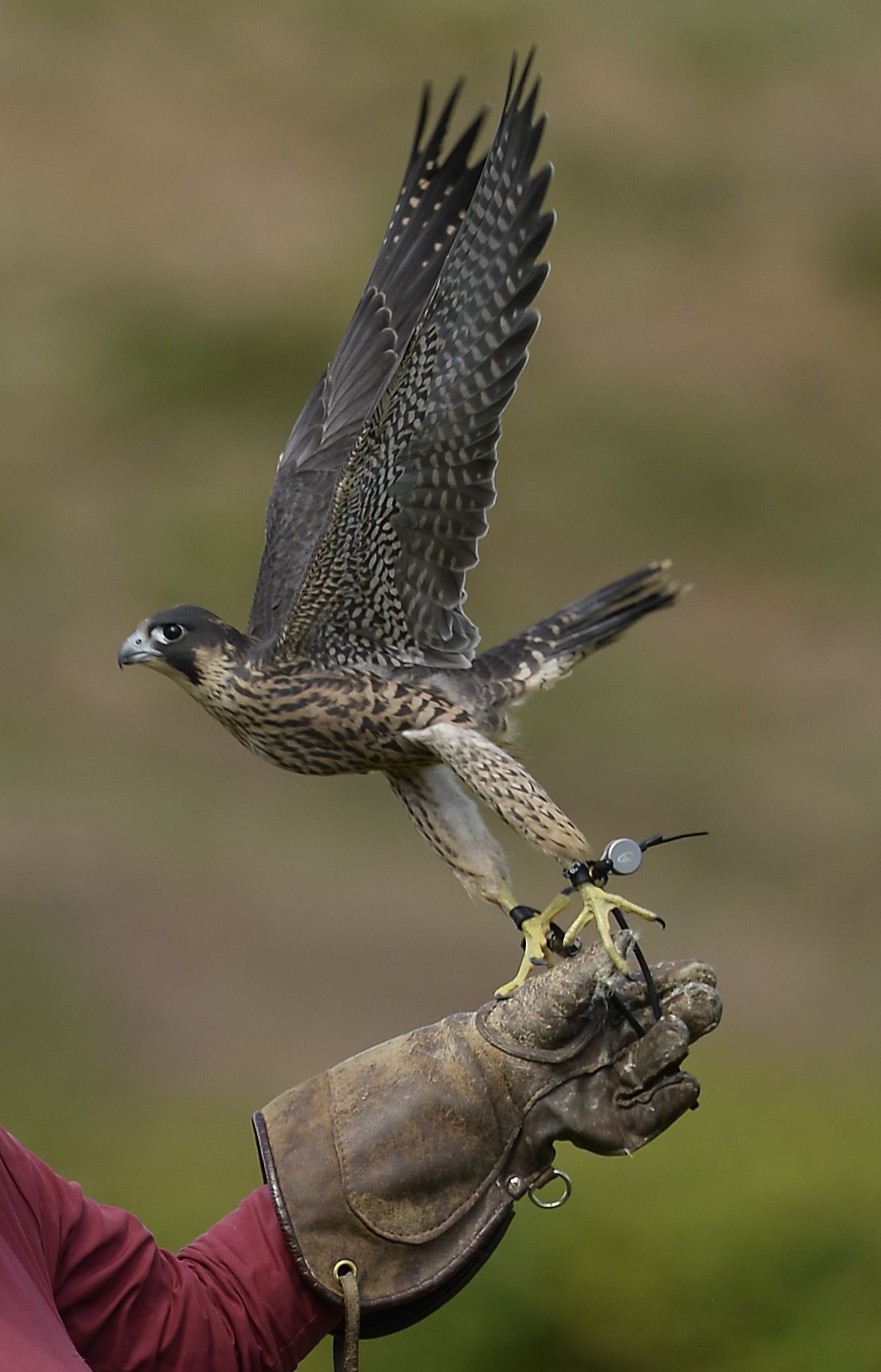 peregrine falcon hunting