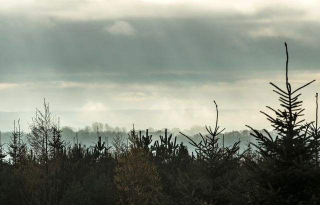 Forestry Commission Christmas trees