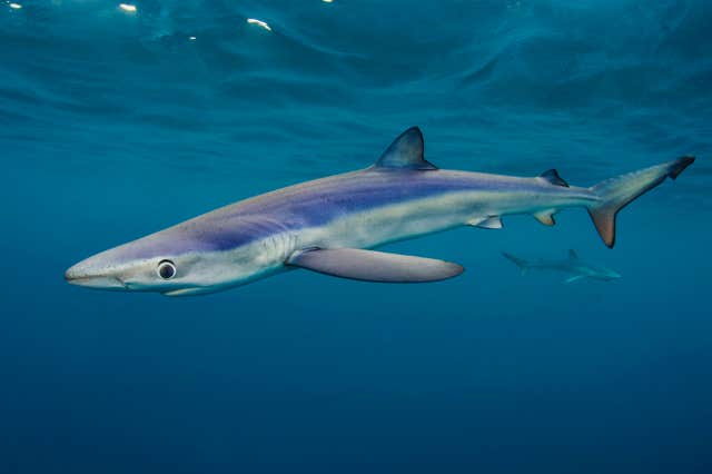 A pair of blue sharks in waters off Cornwall (Alexander Mustard/PA)