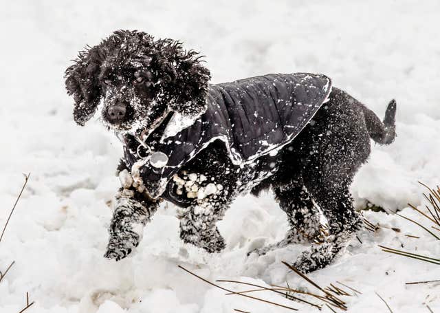 Not to be outdone, Zara the dog plays in the snow in Derbyshire (Danny Lawson/PA)