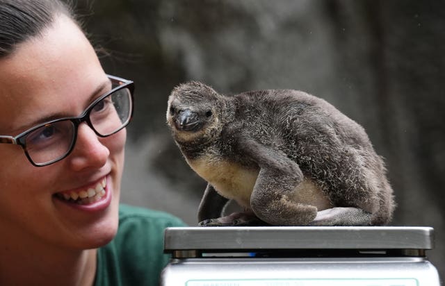 Woman smiles next to a penguin chick on scales