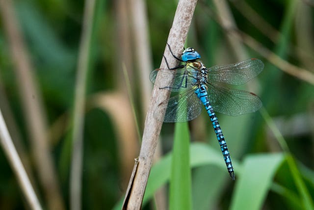 Freshwater insects such as dragonflies have recovered strongly since the 1990s (Ian West/PA)