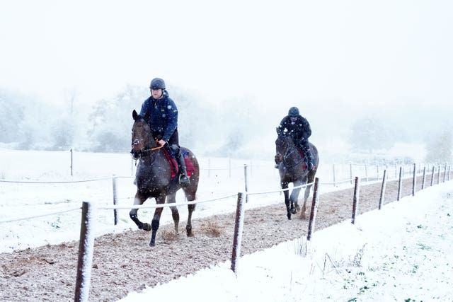 Horses on the gallops in the snow