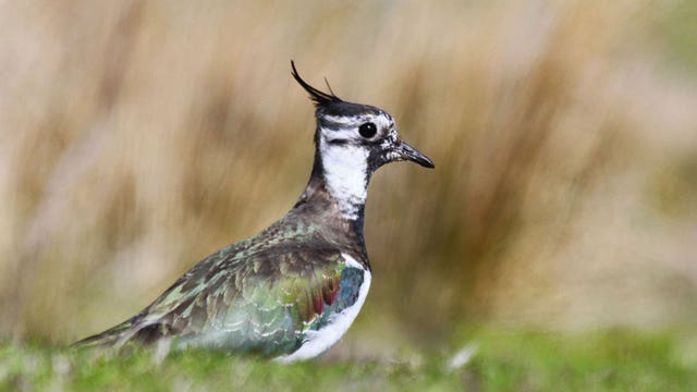 A lapwing (Dougie Holden/National Trust/PA)