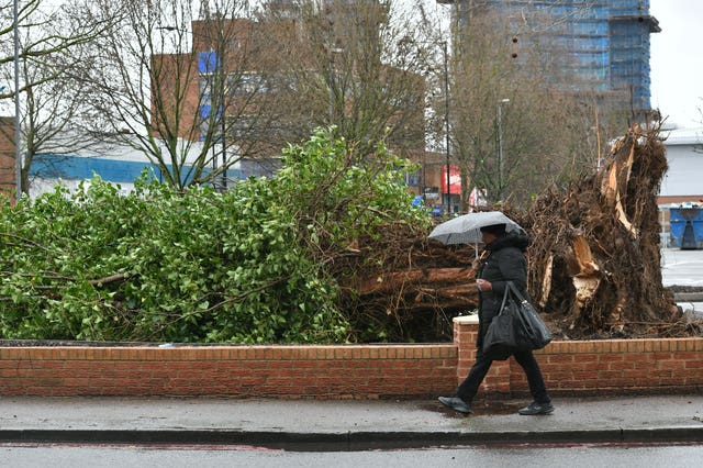An uprooted tree in south London