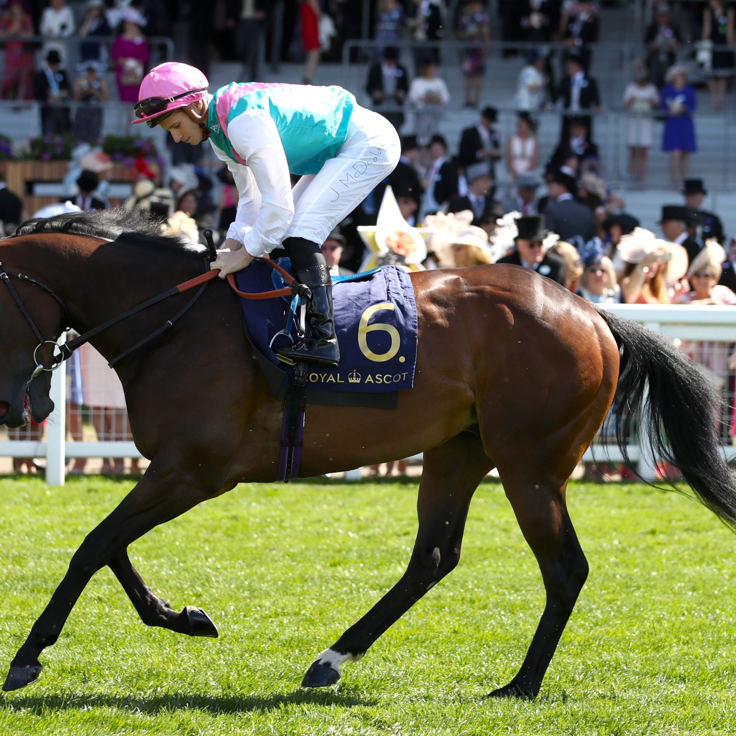 Equilateral failed to live up to expectation at Ascot