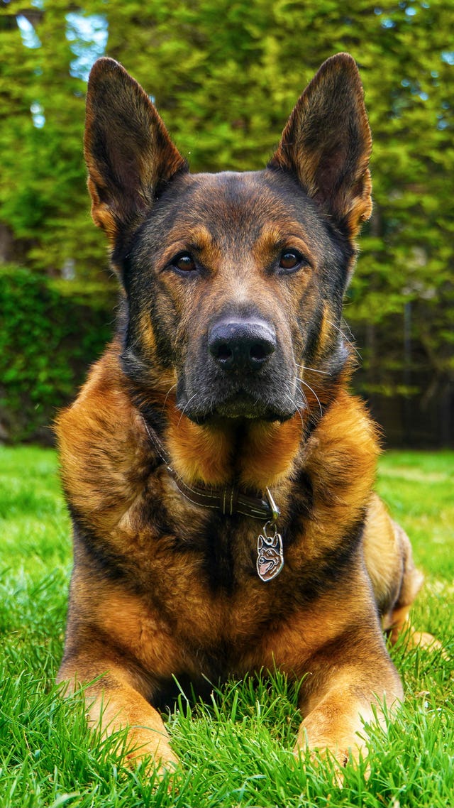 Retired police dog Bear