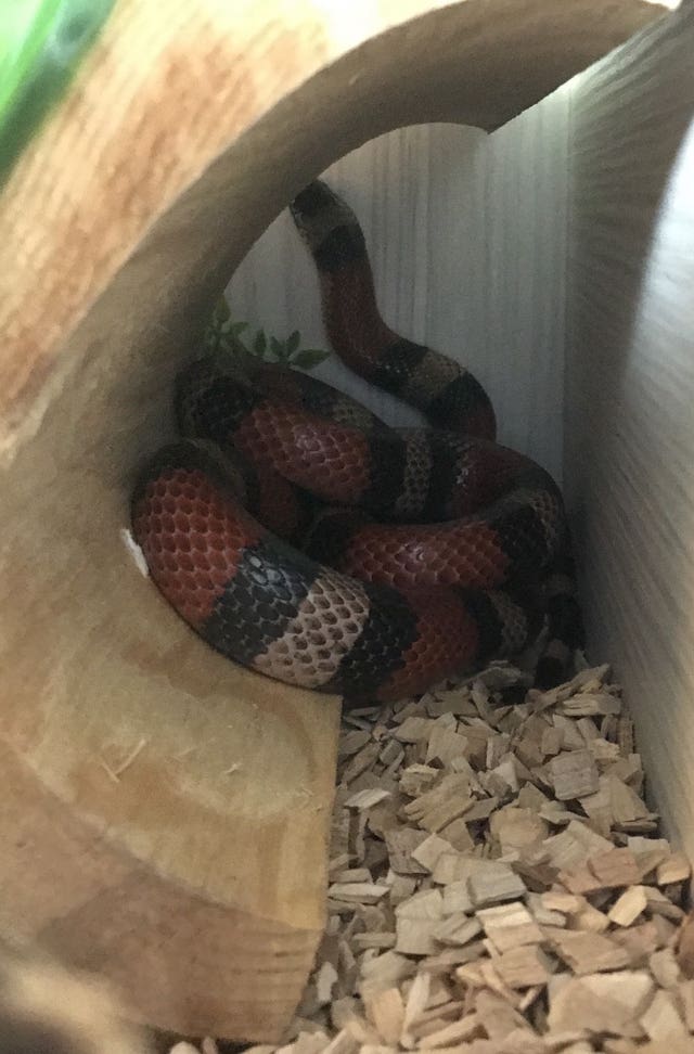 Milk snake