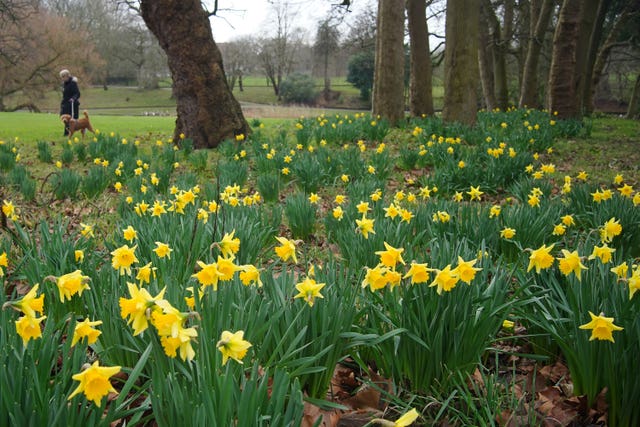 A woman walking a dog by daffodils in bloom at Greenbank Park, Liverpool in February