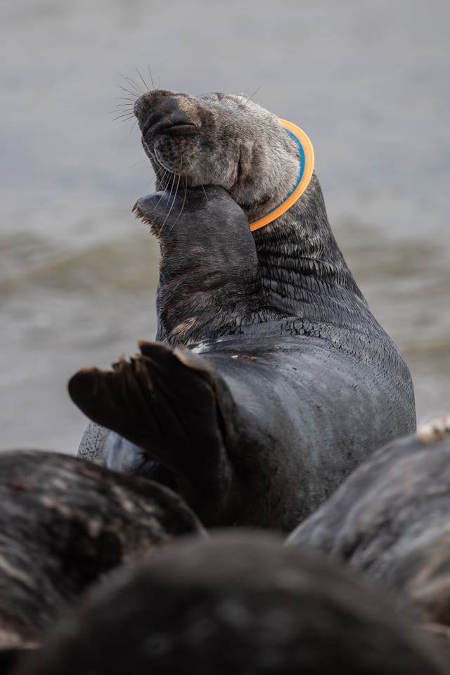 Plastic litter affecting seals