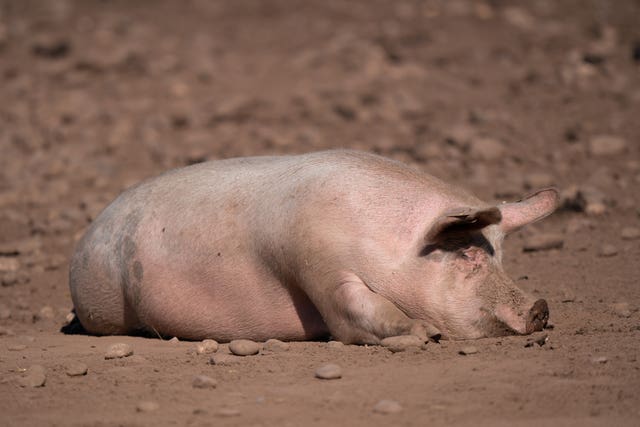 A pig on a farm in Staffordshire 
