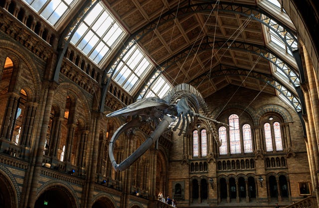 Natural History Museum stock – London