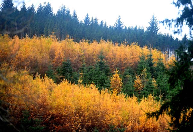 Kielder Forest was the proposed site for the reintroduction (Owen Humphreys/PA)