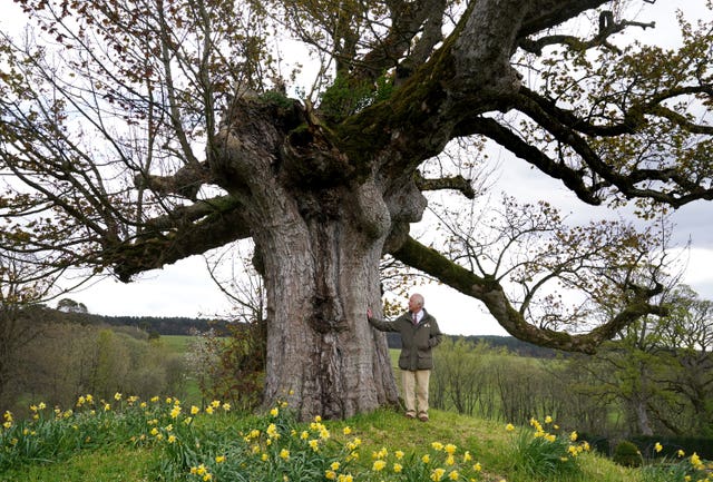 The then Prince of Wales stands under the ‘Old Sycamore’ in the walled gardens at Dumfries House, one of the 70 ancient trees dedicated to the Queen