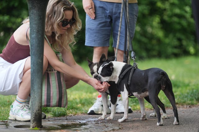 A dog owner attempts to cool down their animals
