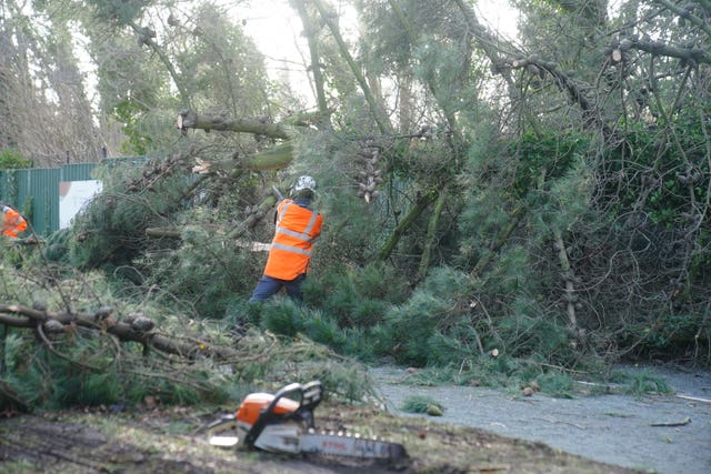 A man in an orange hi-vis vest and white hard hat uses a chainsaw to cut up the trunk of a huge fir tree blocking a road