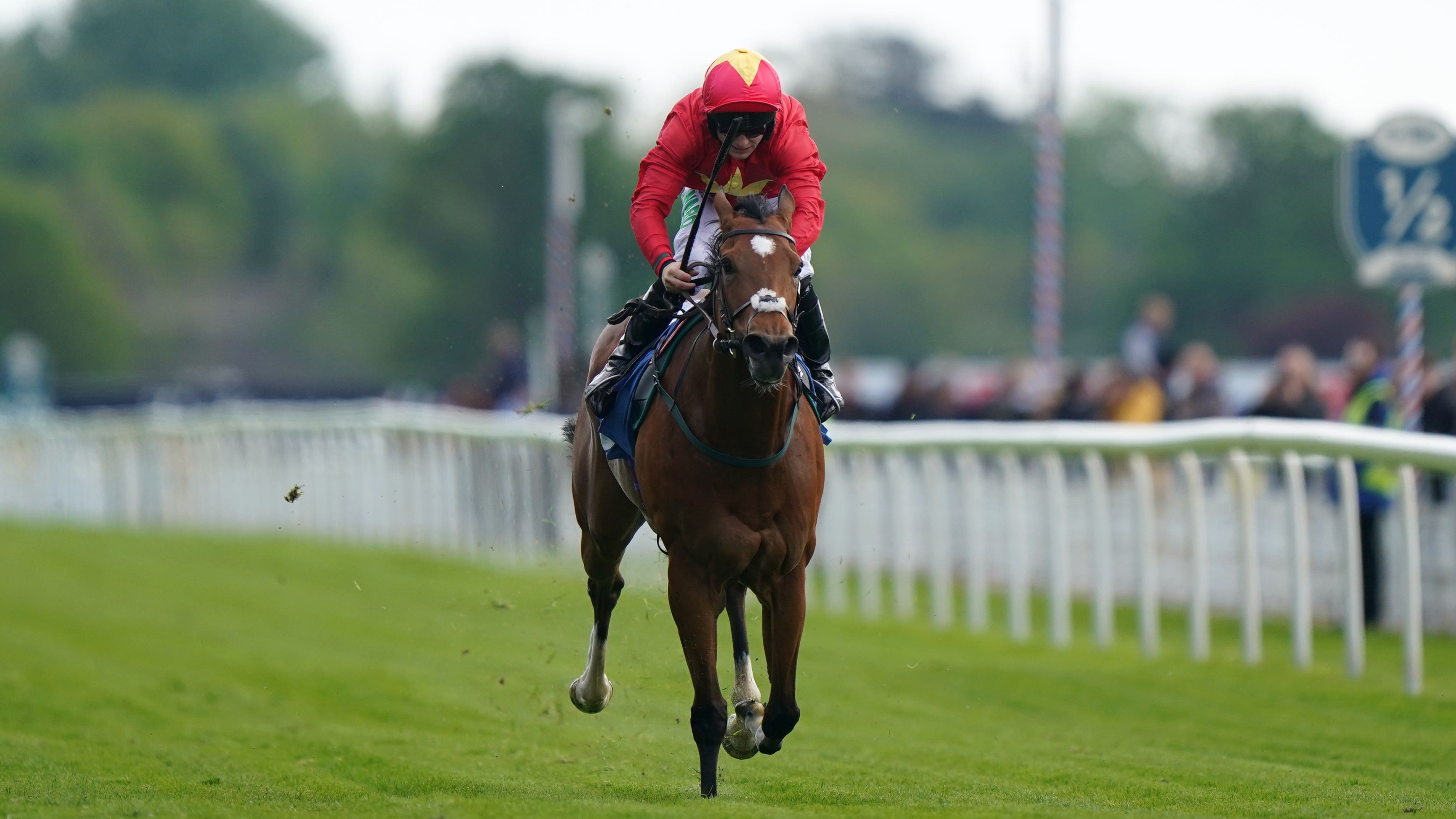 Quinn eyeing international campaign for Highfield Princess - Vimarsana News