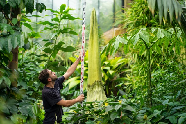 EMBARGOED TO 0001 THURSDAY SEPTEMBER 16 Botanical Horticulturalist Alberto Trinco measures Kew Garden’s titan arum, which holds the Guinness world record as the world’s tallest bloom, as the Royal Botanic Gardens Kew, in Richmond, London, celebrates another Guinness World Records title, the largest living plant collection on earth. Picture date: Wednesday September 15, 2021