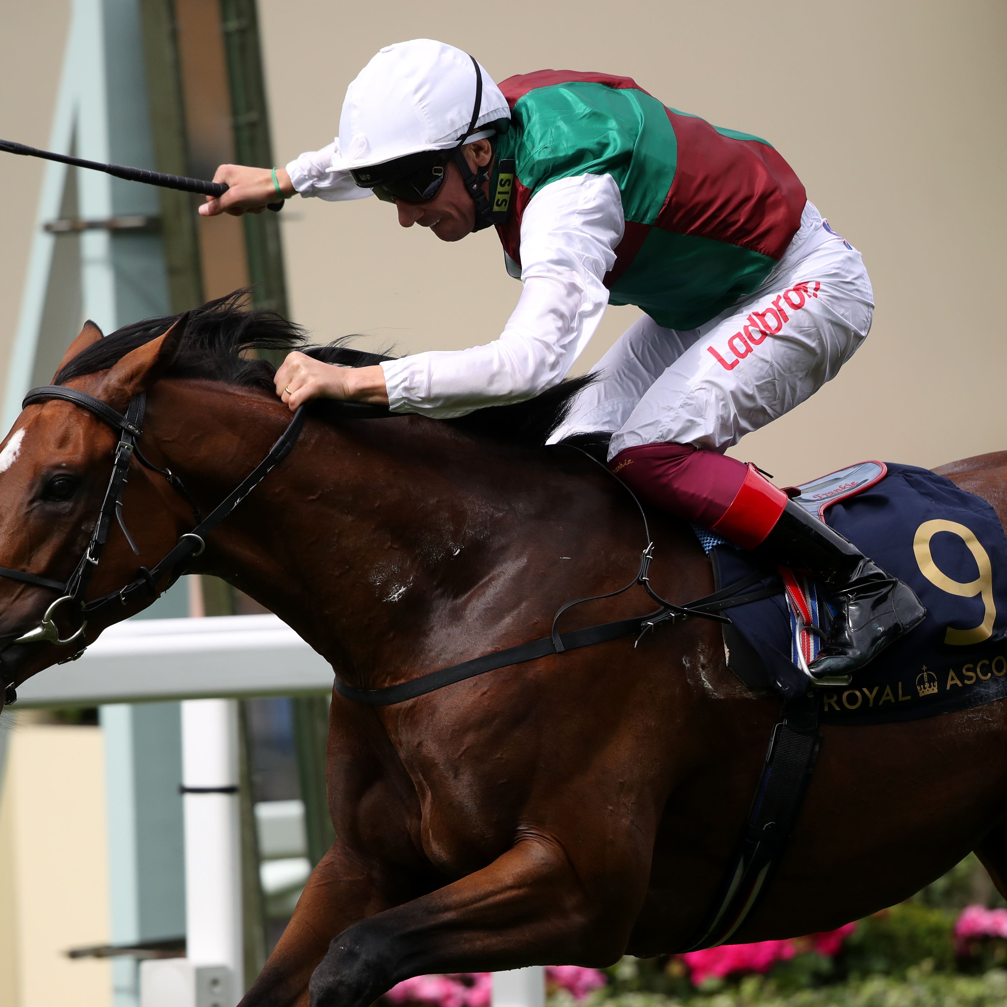 Without Parole starred in the St James's Palace Stakes