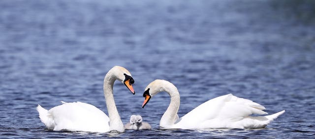 The swans were auctioned off in pairs