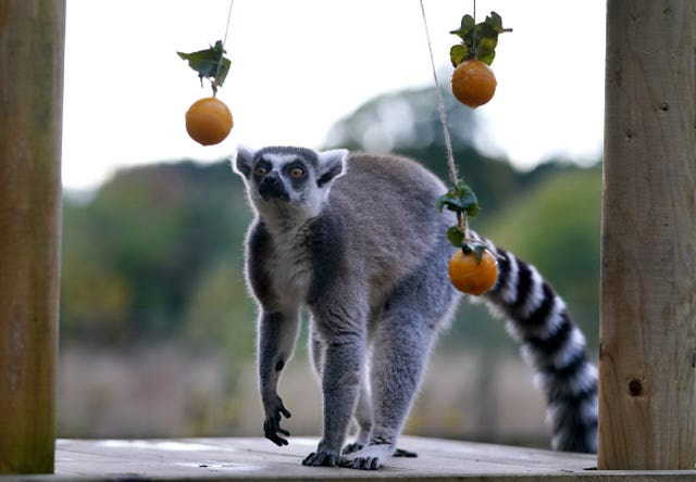 A ring-tailed lemur with scoops of pumpkin puree in their enclosure at Blair Drummond Safari Park near Stirling