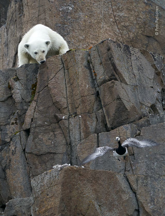 In Pictures: Wildlife photographer of year – which is your favourite