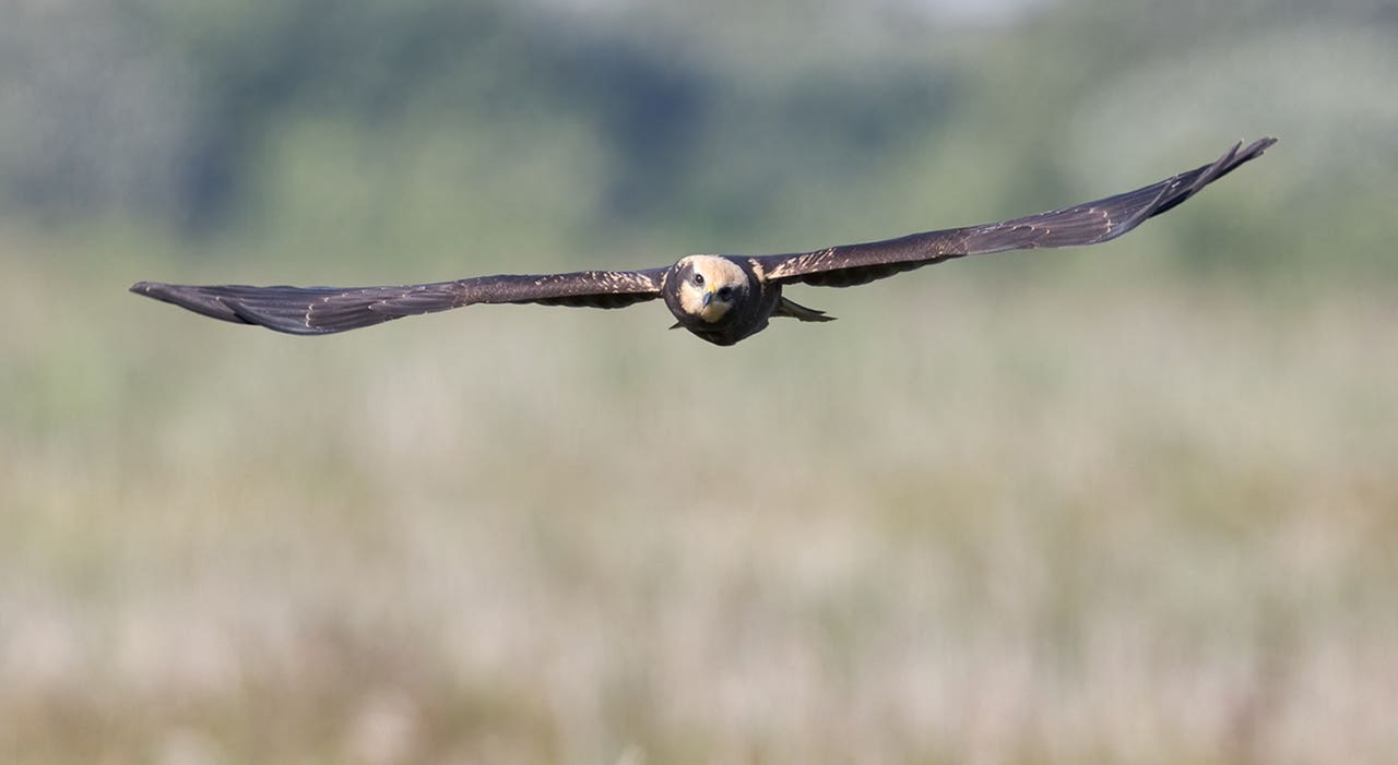 ‘Most successful breeding year in decades’ for marsh harriers at nature