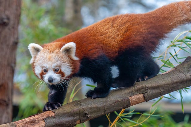 Asha the panda walking along a branch